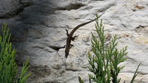 lizard on a white wall