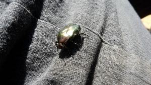 a large shiny green beetle on material