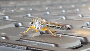 close up of fly on keyboard